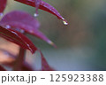水滴が輝く雨上がりの葉 125923388