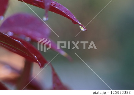 水滴が輝く雨上がりの葉 水滴が輝く雨上がりの葉 125923388