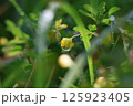 水滴が付いた雨上がりの葉 125923405
