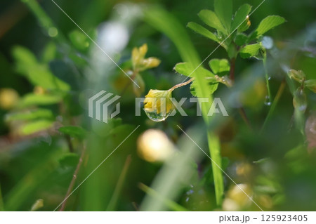 水滴が付いた雨上がりの葉 125923405