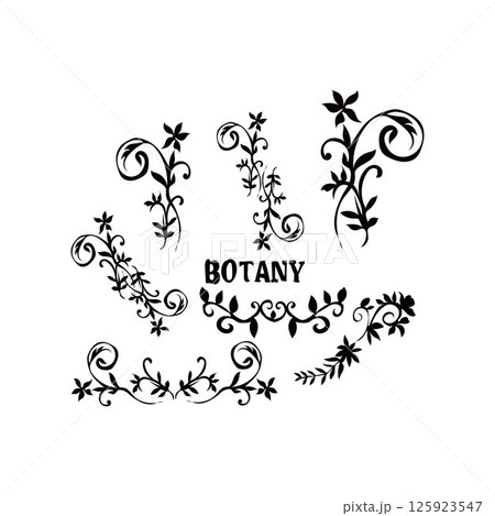 Botanical Vector Botanical Vector 125923547