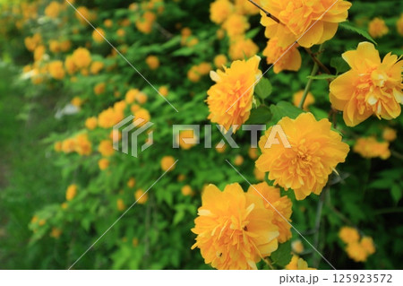 山吹の花　山吹色の花 125923572
