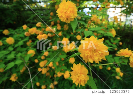 山吹の花 山吹色の花 山吹の花 山吹色の花 125923573