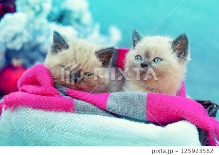 Two funny cute little kittens wrapped in a scarf and lying on a blanket 125923582