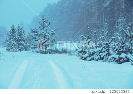 Winter landscape during snowfall. Spruce trees covered with snow. Christmas card Forest 125923585