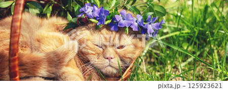 A ginger cat, crowned with a wreath of periwinkle flowers, lies in a basket. Horizontal banner A ginger cat, crowned with a wreath of periwinkle flowers, lies in a basket. Horizontal banner 125923621