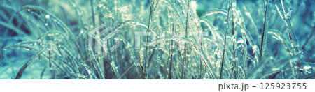 Icy grass in winter. Winter field after freezing rain. Nature background. Horizontal banner Icy grass in winter. Winter field after freezing rain. Nature background. Horizontal banner 125923755