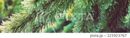 Pine branches are covered with ice after freezing rain. Nature winter background.Winter nature. Christmas background with gradient color. Horizontal banner 125923767