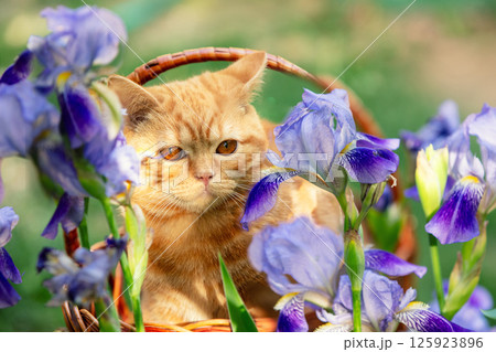 Cute ginger kitten sitting in a basket next to iris flowers in the garden Cute ginger kitten sitting in a basket next to iris flowers in the garden 125923896