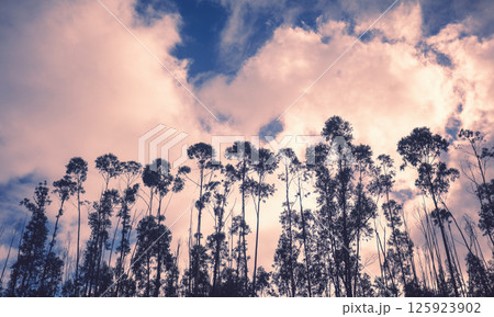 Silhouette of Young eucalyptus trees against dramatic sunset sky. 125923902