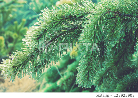 Pine branches are covered with ice after freezing rain. Nature winter background.Winter nature. Christmas background with gradient color Pine branches are covered with ice after freezing rain. Nature winter background.Winter nature. Christmas background with gradient color 125923905