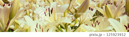 Blooming white lilies nature background. Horizontal banner 125923912