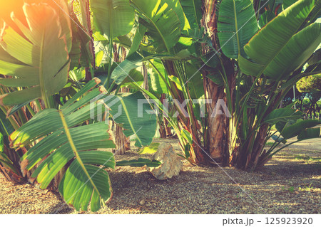 Banana plantation on a sunny day. Nature tropical background Banana plantation on a sunny day. Nature tropical background 125923920