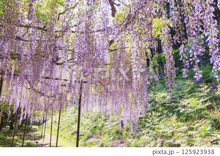 白毫寺 新緑のもみじと藤の花 白毫寺 新緑のもみじと藤の花 125923938