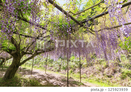 白毫寺　新緑のもみじと藤の花 125923939