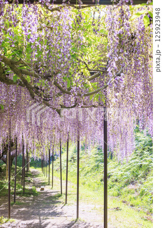 白毫寺 新緑のもみじと藤の花 白毫寺 新緑のもみじと藤の花 125923948