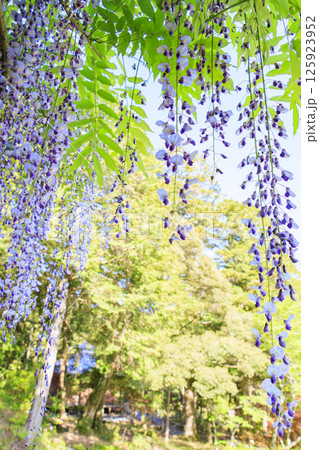 白毫寺　新緑のもみじと藤の花 125923952