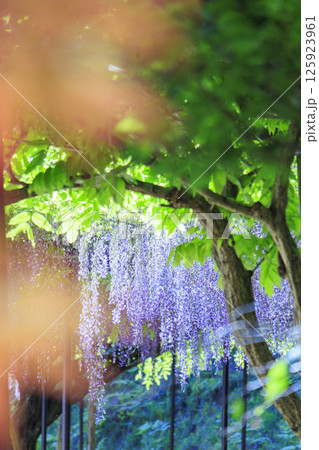 白毫寺　新緑のもみじと藤の花 125923961