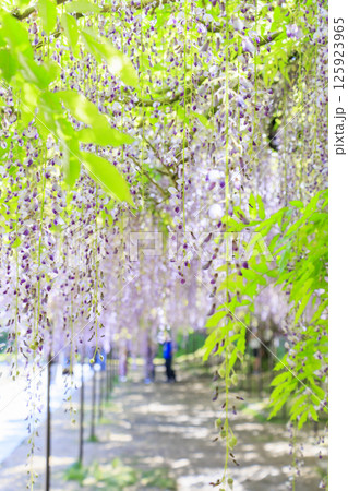 白毫寺　新緑のもみじと藤の花 125923965