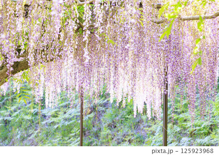 白毫寺　新緑のもみじと藤の花 125923968