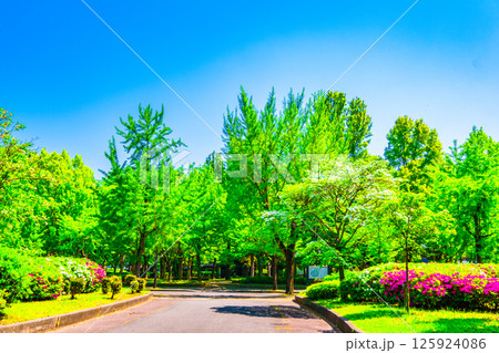 大阪城公園の新緑 大阪城公園の新緑 125924086