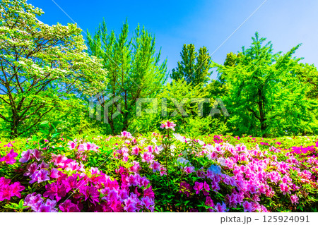 大阪城公園の新緑とツツジ 125924091