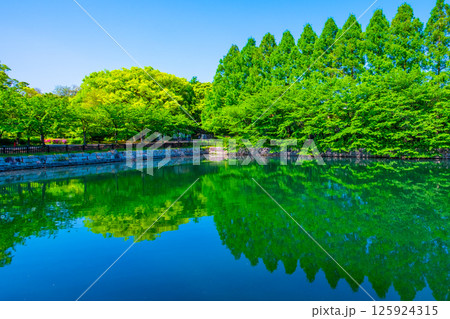 大阪城公園の新緑と外濠 大阪城公園の新緑と外濠 125924315