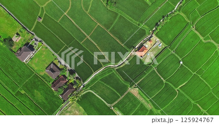 Aerial view vibrant green rice paddies fields and traditional houses in Bali, Indonesia, beauty of the agricultural landscape. Cultural Balinese drone agriculture tourism texture travel background 125924767
