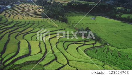 Rice terraces hillside slopes, green and gold harvest. Rural landscape pattern, farmers cultivating rice in remote region. Indonesia, Flores island, Ende. Natural background. Aerial drone flight 125924768