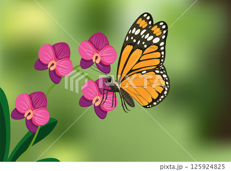 Monarch Butterfly on Vibrant Orchid Blossoms Monarch Butterfly on Vibrant Orchid Blossoms 125924825