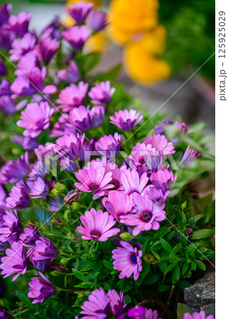 cape Marguerite flower or Dimorphotheca ecklonis blooming in front of house in japan, 125925029