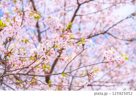 Beautiful and cute pink Kawazu Zakura or cherry blossom against blue sky. Beautiful and cute pink Kawazu Zakura or cherry blossom against blue sky. 125925052