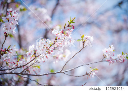 Beautiful and cute pink Kawazu Zakura or cherry blossom against blue sky. 125925054