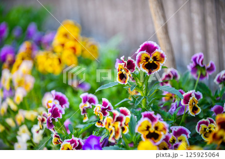 Pansy flower, nature bursts into color with a vibrant display of pansies in full bloom. 125925064