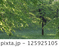 爽やかな公園の森林 125925105
