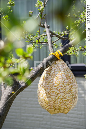 ダミーの蜂の巣 125925175