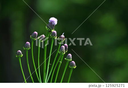キツネアザミ(狐薊) キツネアザミ(狐薊) 125925271