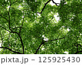 新緑が爽やかなモミジの林 125925430