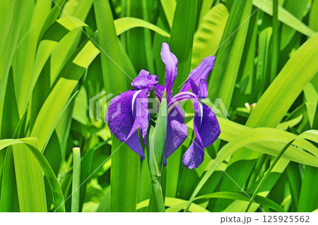 紫色のカキツバタの花(春、五月) 紫色のカキツバタの花(春、五月) 125925562