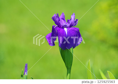 紫色のカキツバタの花（春、五月） 125925563