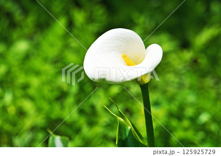 白いカラーの花（春、五月）　 125925729