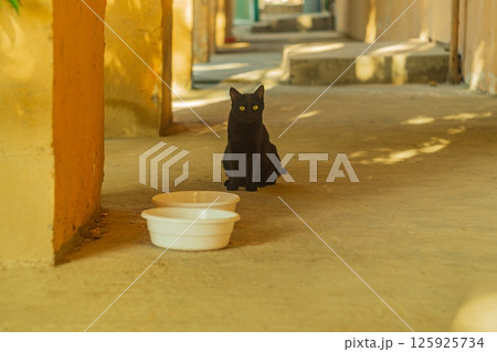 Absolutely black cat sits next to empty bowls, staring at the camera. Bad omens, symbolism, superstitious signs. Animals in Cultural and Folklore Tales Absolutely black cat sits next to empty bowls, staring at the camera. Bad omens, symbolism, superstitious signs. Animals in Cultural and Folklore Tales 125925734