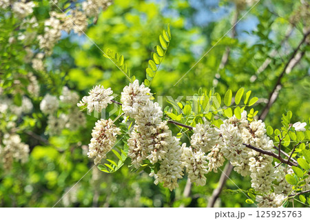 白いニセアカシアの花（春、五月） 125925763