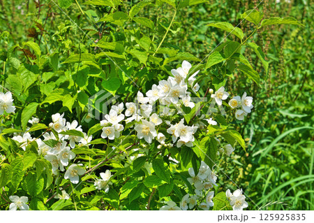 白いバイカウツギの花(春、五月) 白いバイカウツギの花(春、五月) 125925835