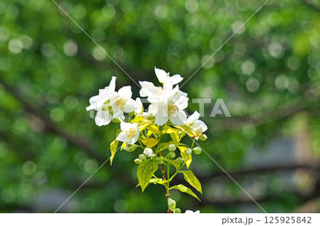 白いバイカウツギの花（春、五月） 125925842