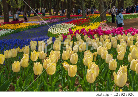 色鮮やかなチュウリップ達の花壇 色鮮やかなチュウリップ達の花壇 125925926