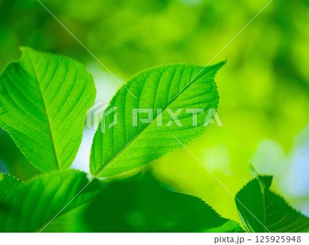 桜の若葉 125925948