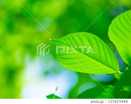 桜の若葉 125925949