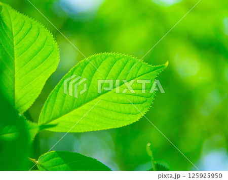 桜の若葉 125925950