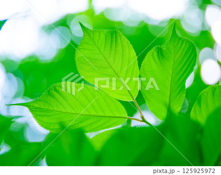 桜の若葉 125925972